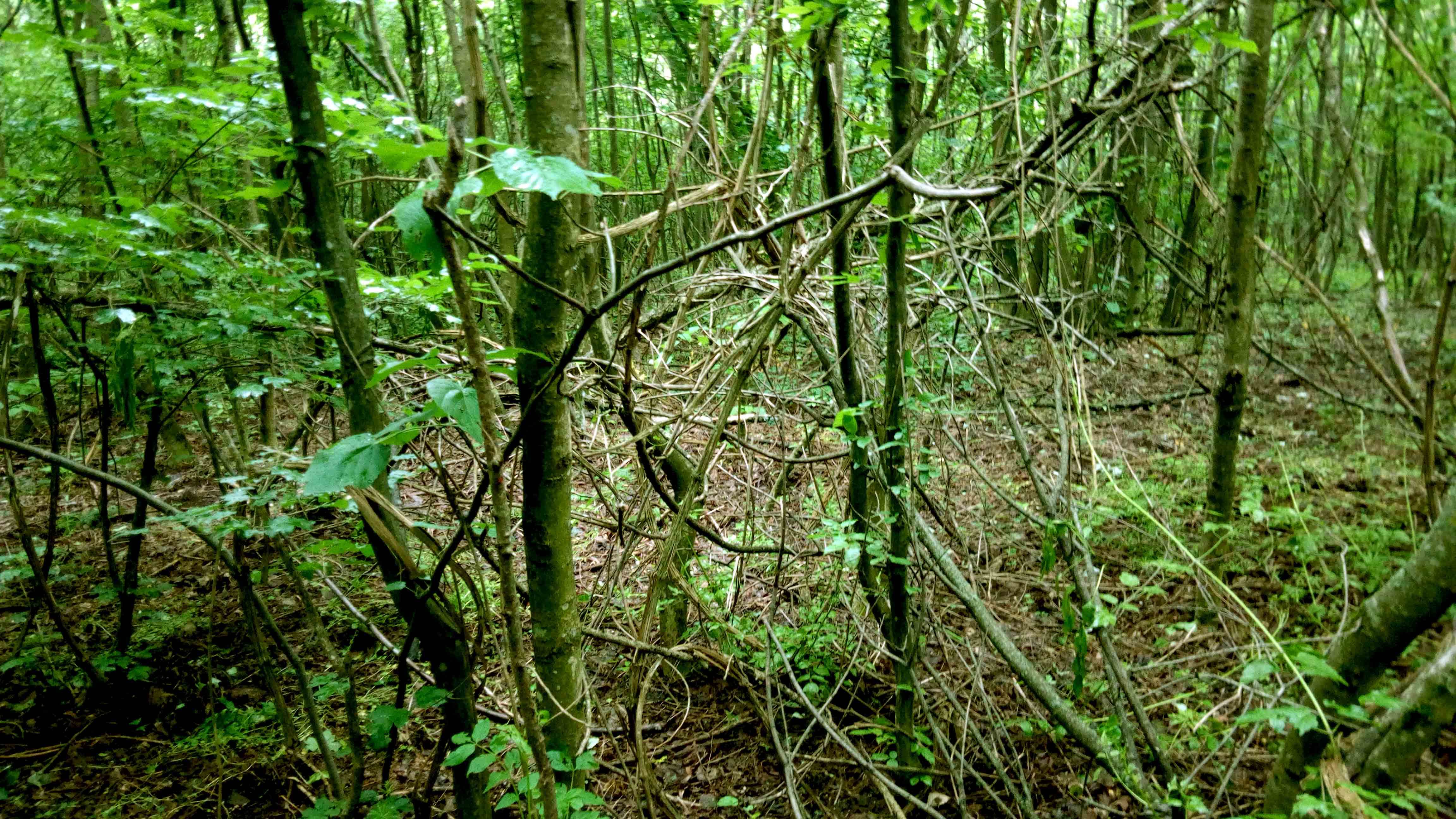 Jungla "deasa" din Muntii Macin.